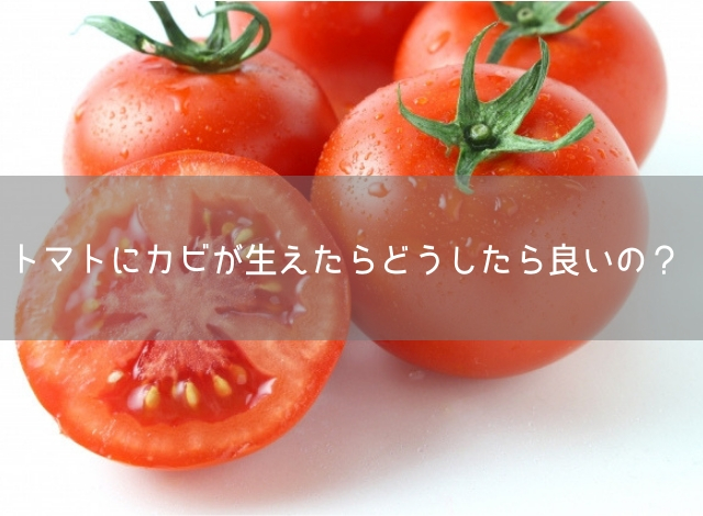 トマトのカビの原因とは ヘタを切ったり表面を洗えば食べられるの ヤオハピ